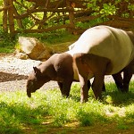 Tapirs. טפיר אסייתי